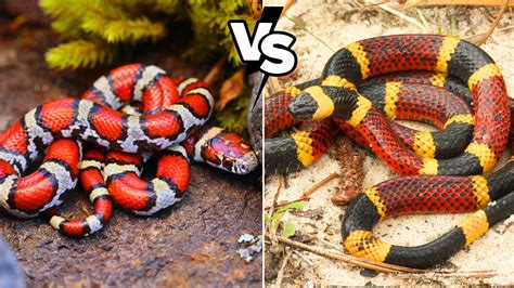 coral vs milk snake